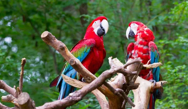 depositphotos_13822482-stock-photo-red-parrot-birds