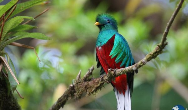 birding-quetzal